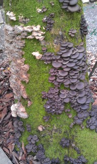 IMAG0016.jpg