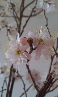 IMAG0063.jpg