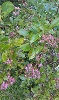 IMAG0250.jpg