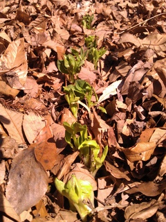 IMG_20130306_124633.jpg