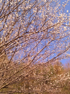 IMG_20130315_163308.jpg