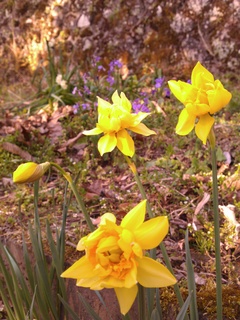 IMG_20130321_160032.jpg
