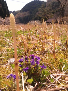 IMG_20130403_114724.jpg
